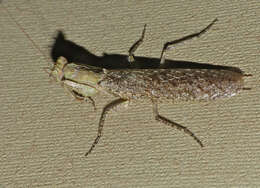 Image of tarachodid mantises