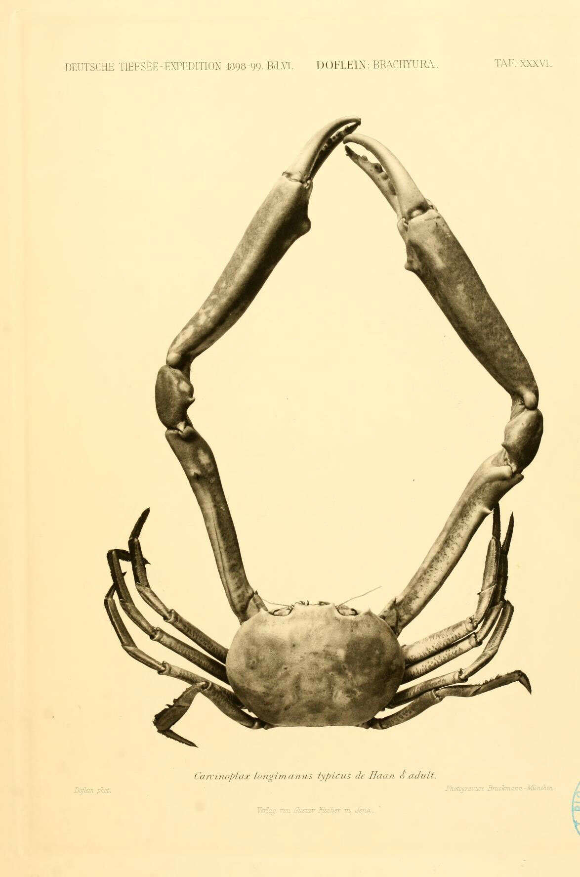 Image of Carcinoplax H. Milne Edwards 1852