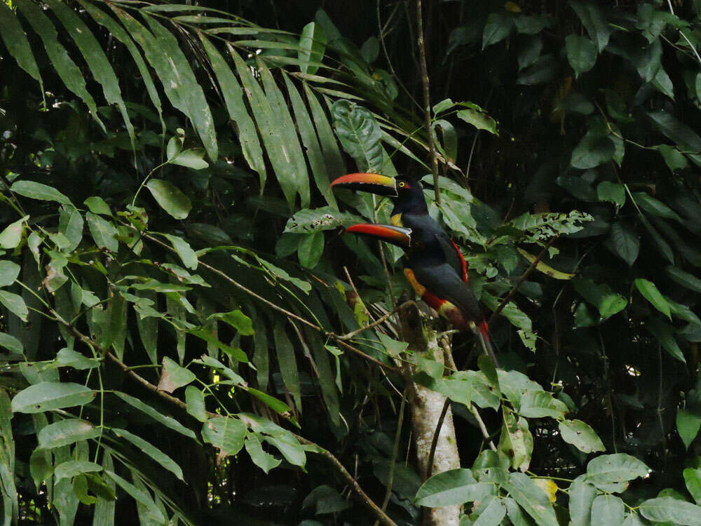 Image of Aracari