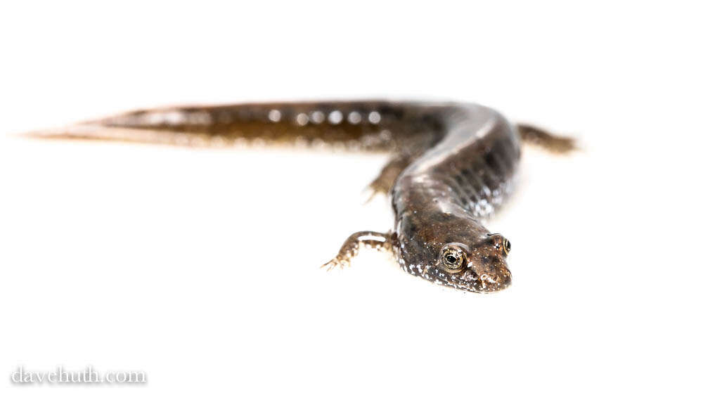 Image of dusky salamanders