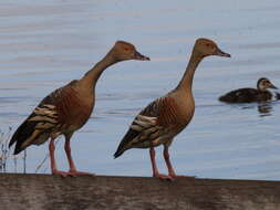 Image of Grass Whistling Duck