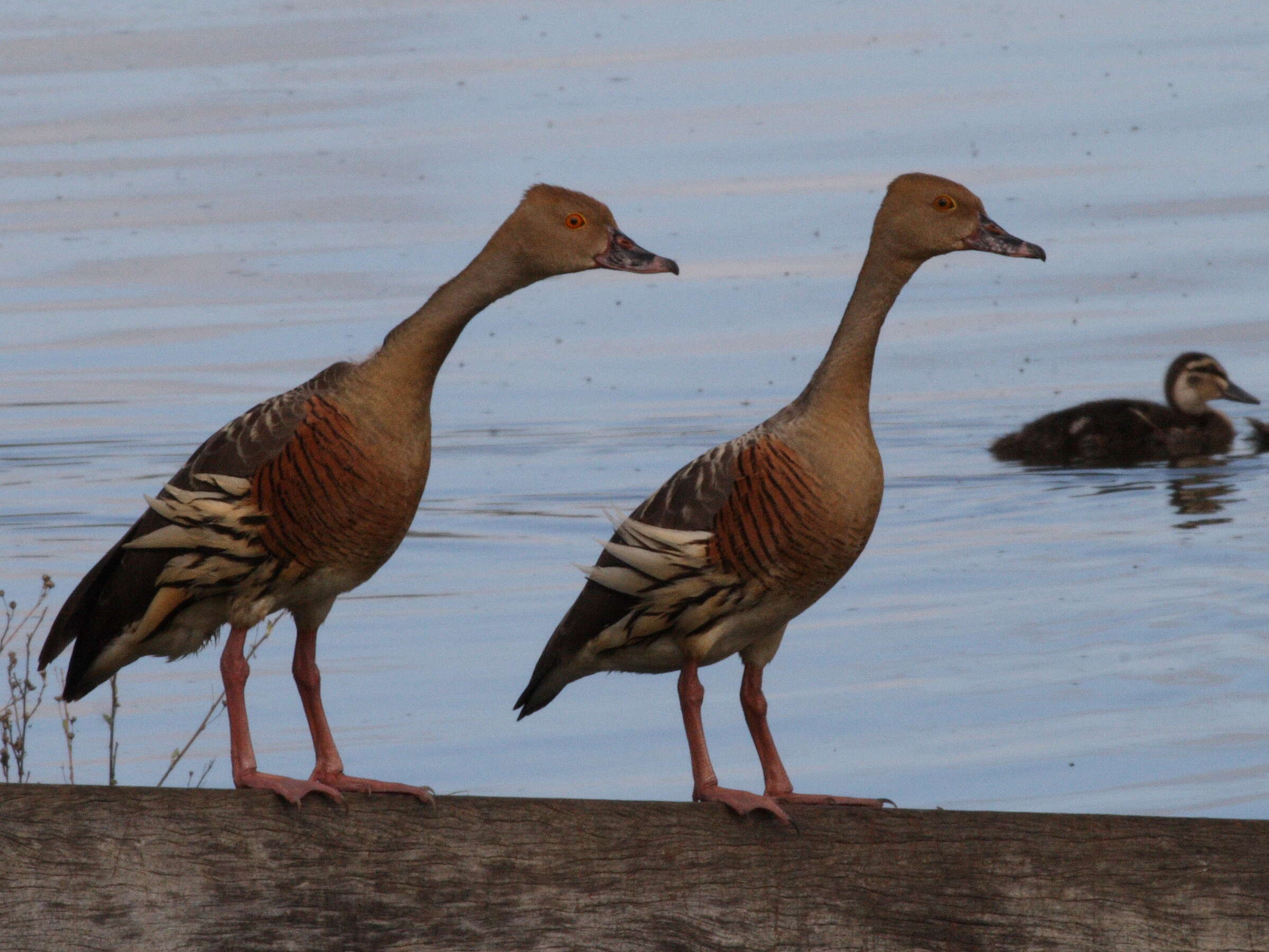 Image de Dendrocygne d'Eyton