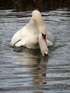 Image of Swan