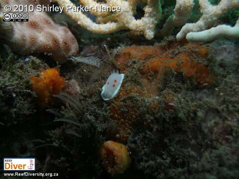 Слика од Goniobranchus heatherae (Gosliner 1994)