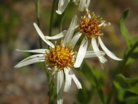 Image of aster