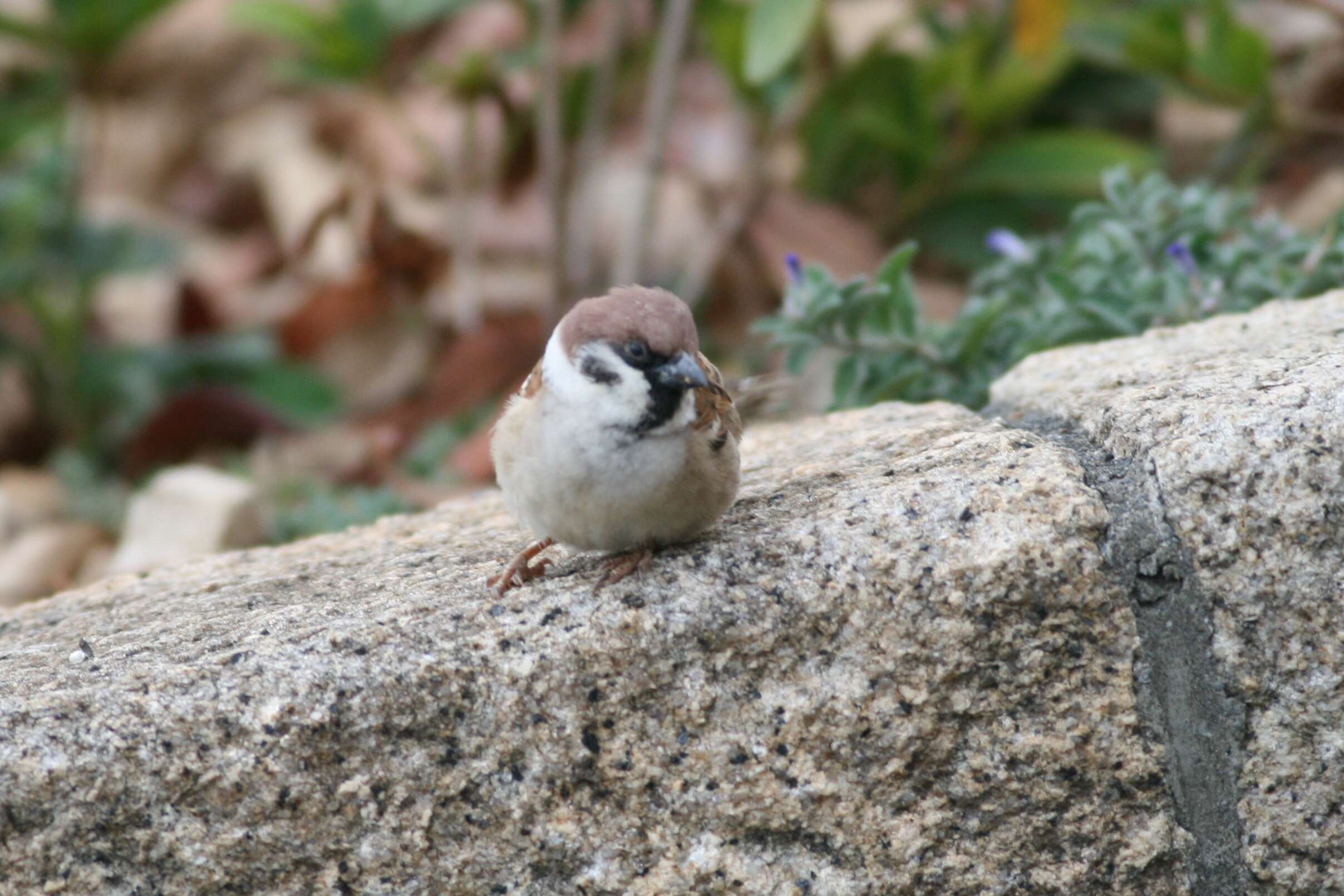 Image of Eurasian Tree Sparrow