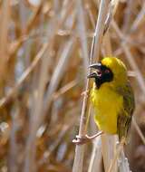 Image of African Masked Weaver