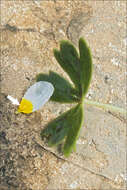 Image of Pond Water-crowfoot