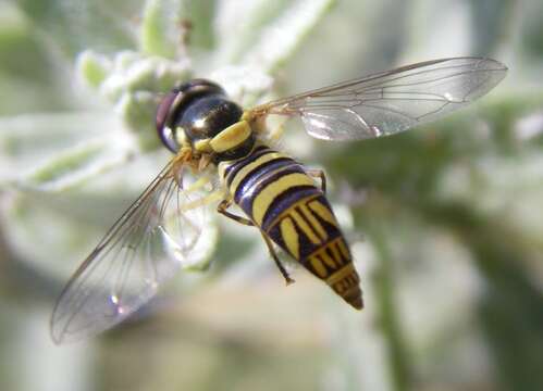 Image de Allograpta obliqua (Say 1823)