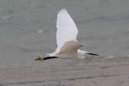 Image of Egretta garzetta garzetta (Linnaeus 1766)