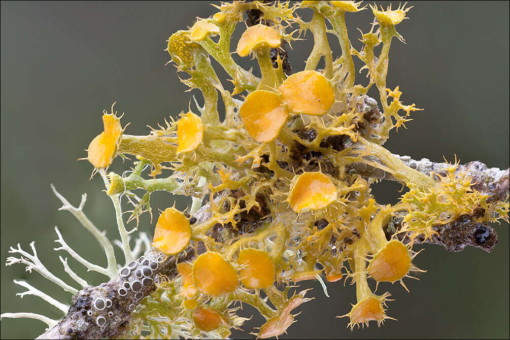 Image of teloschistes lichen