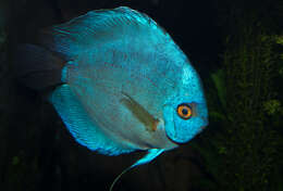 Image of Discus