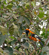 Image of Orange-backed Oriole