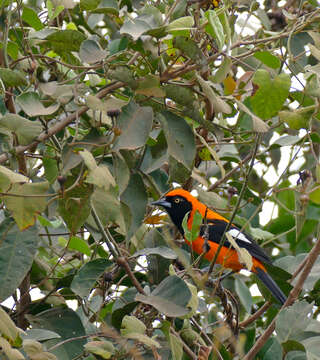 Imagem de Icterus croconotus (Wagler 1829)