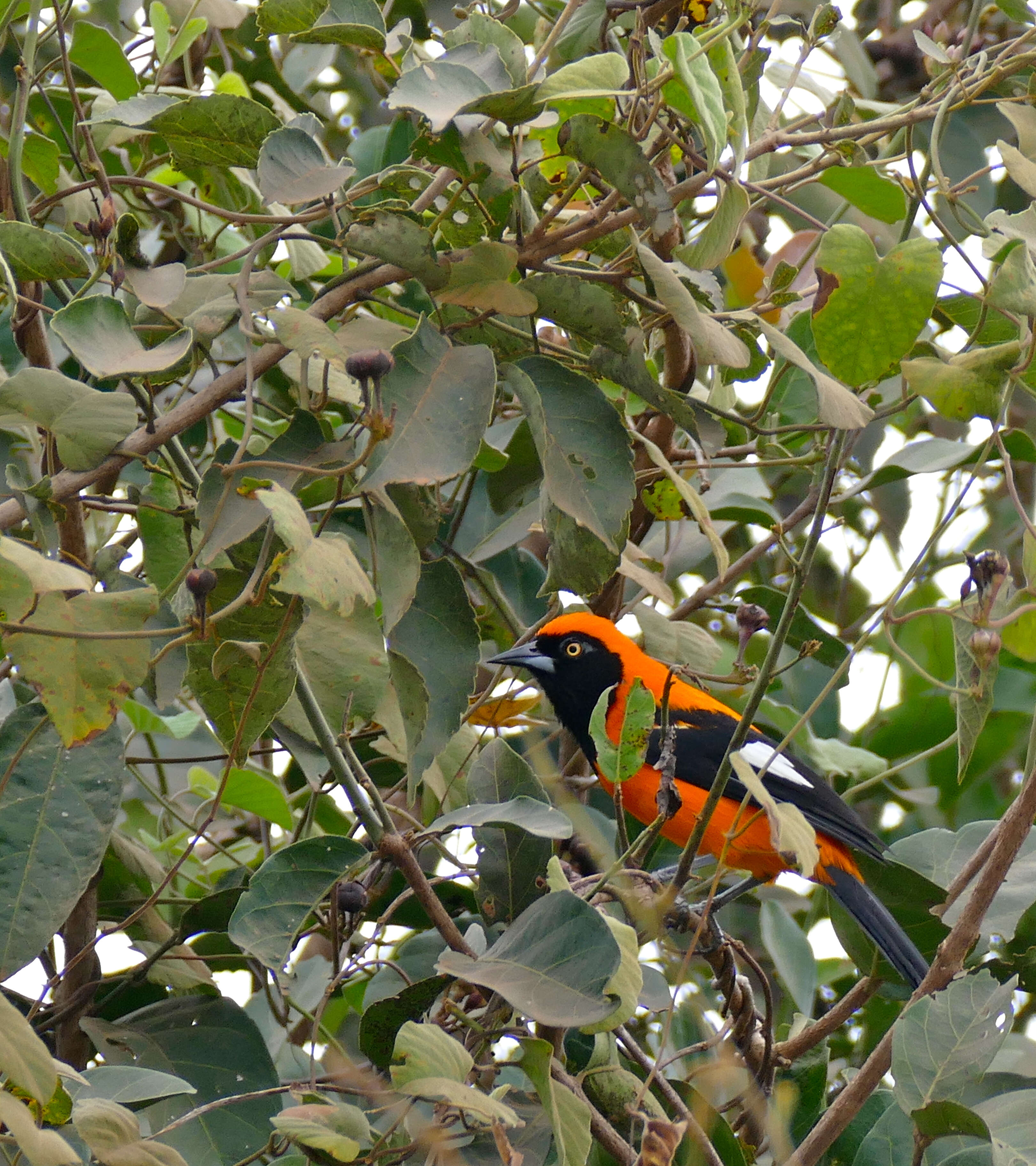 Imagem de Icterus croconotus (Wagler 1829)