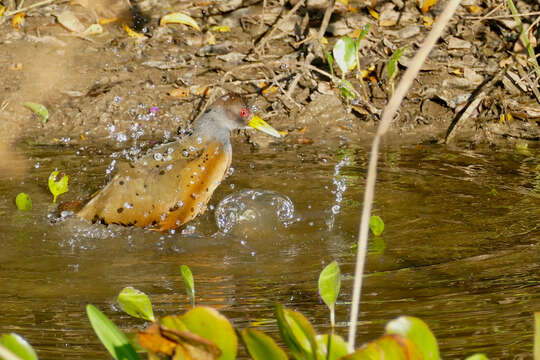 Image of Grey-cowled Wood Rail