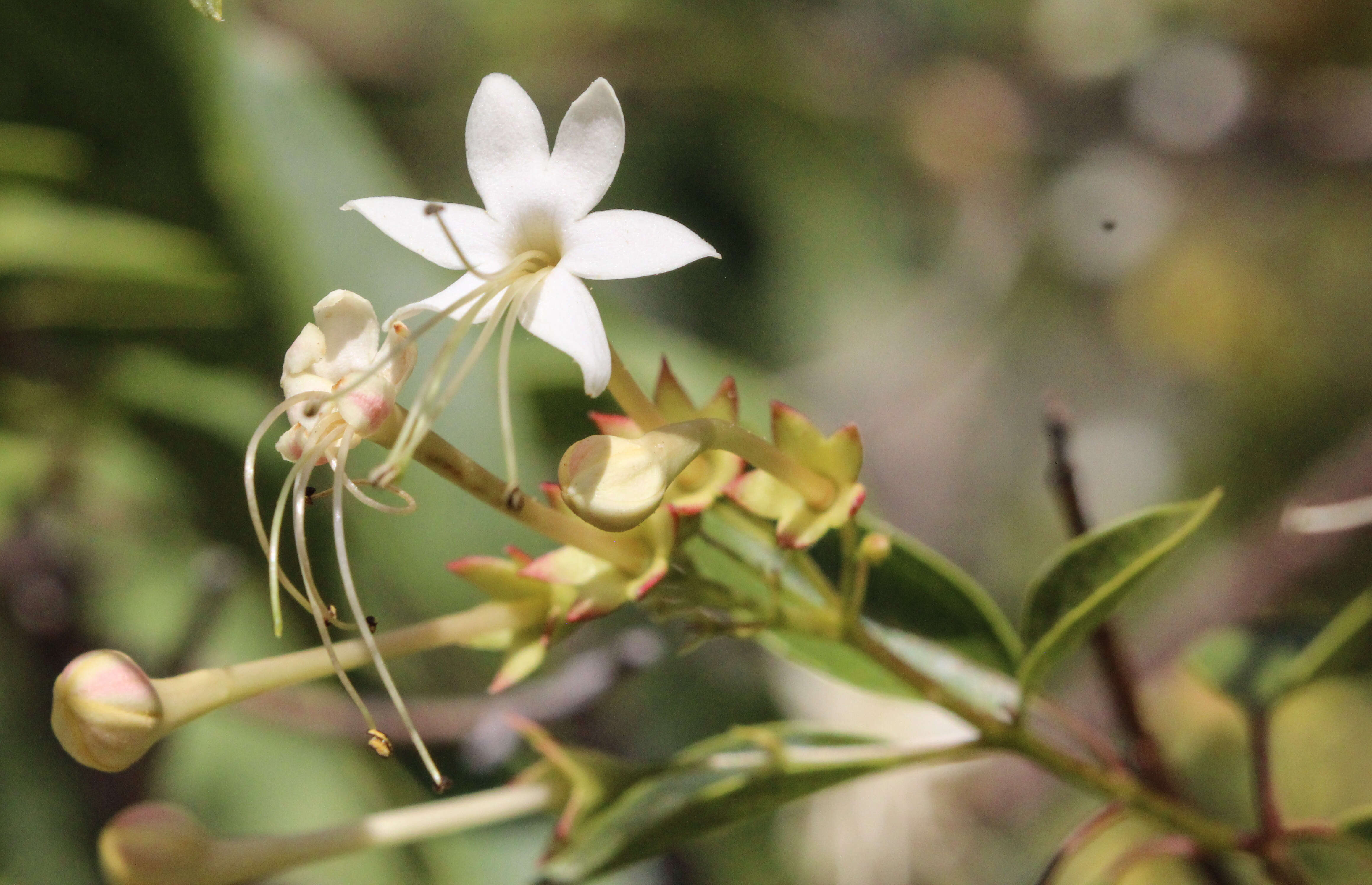 Imagem de Clerodendrum floribundum R. Br.