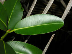 Image of calophyllum