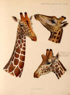 Image of Giraffes