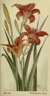 Image of Hemerocallis fulva