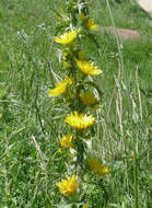 Image of goldenthistle