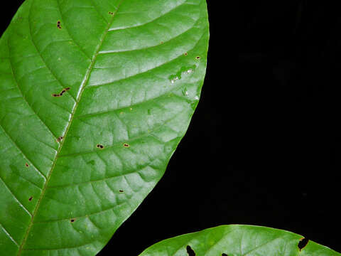 Image of Alibertia utleyorum (Dwyer) C. M. Taylor