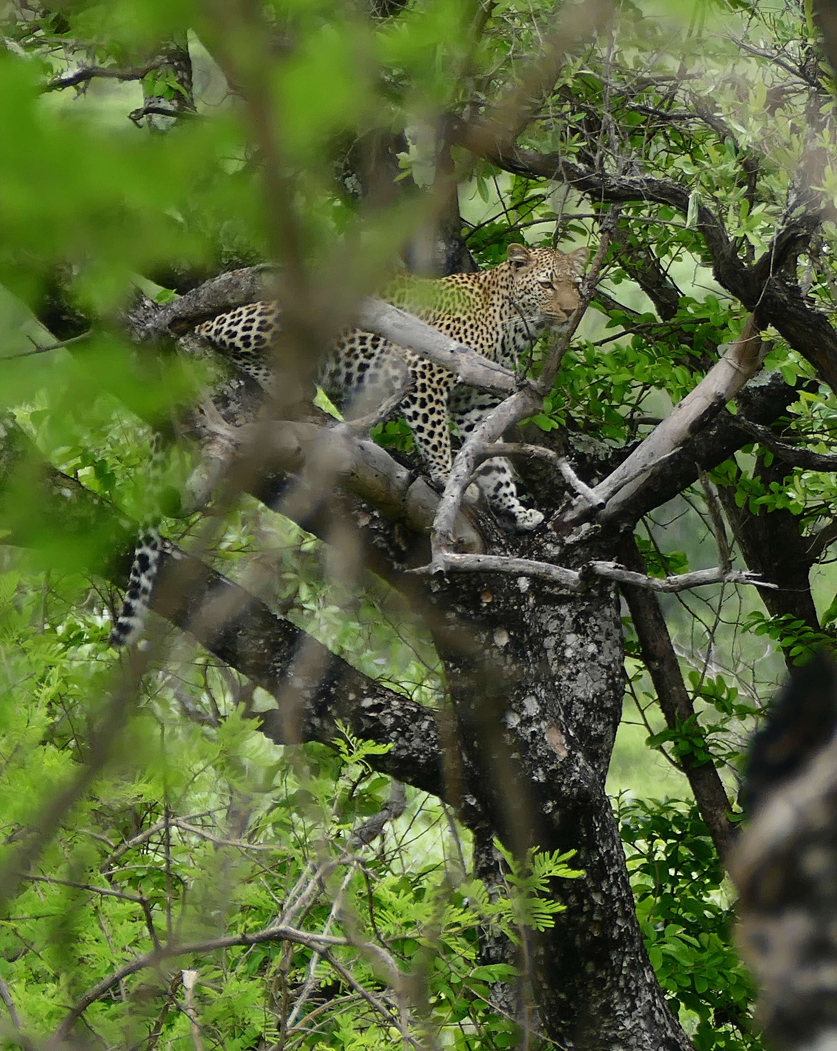 Image of Leopard