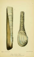 Imagem de Mya Linnaeus 1758