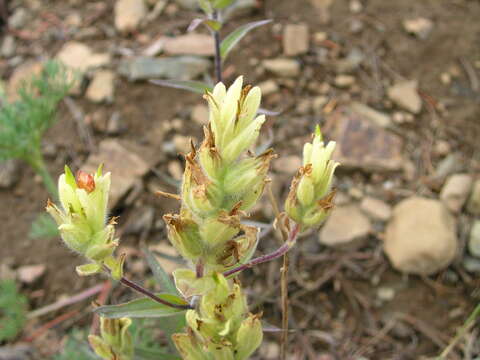 Image of Wenatchee Indian paintbrush