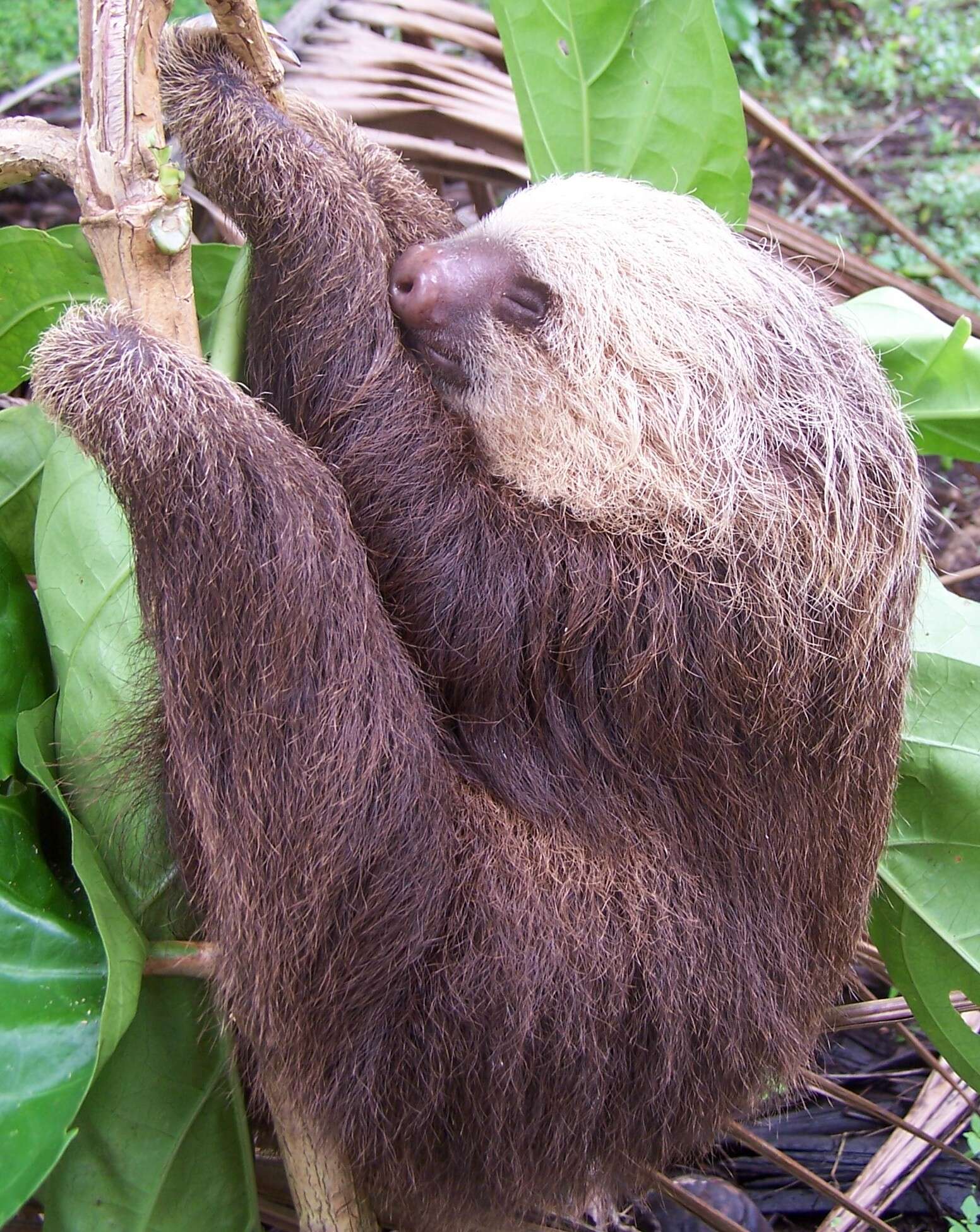 Image of megalonychid sloths