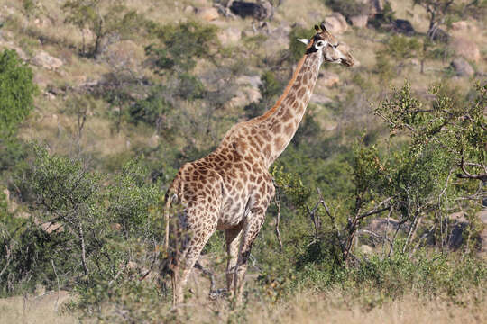 Image of Southern giraffe