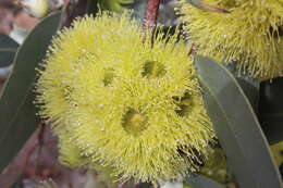 Image of lemon-flower gum