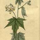 Image of glademallow