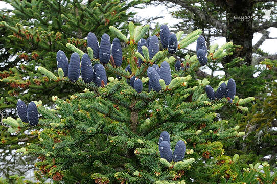 Image of Taiwan Fir