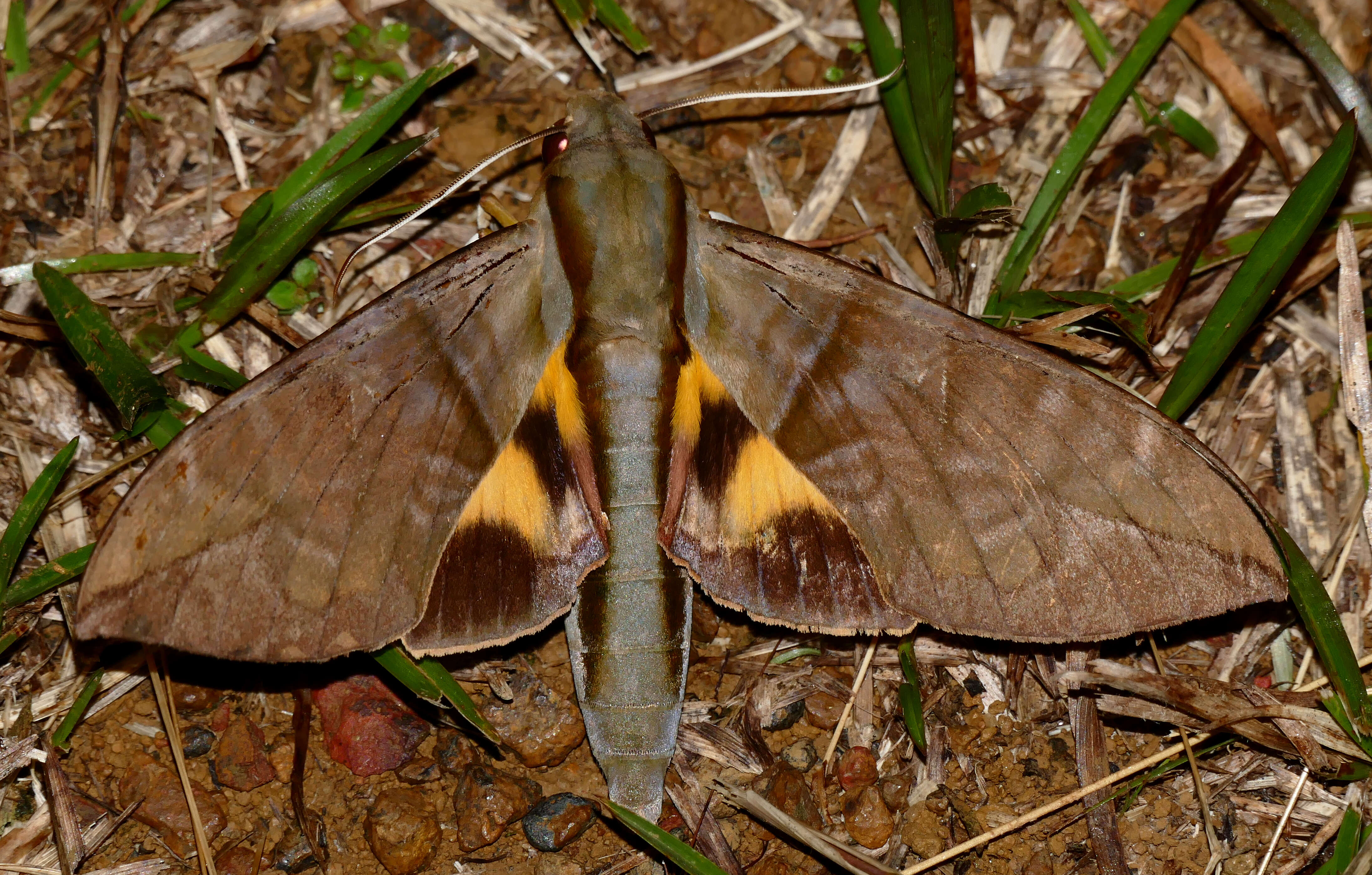 Image of Eumorpha Hübner (1807)