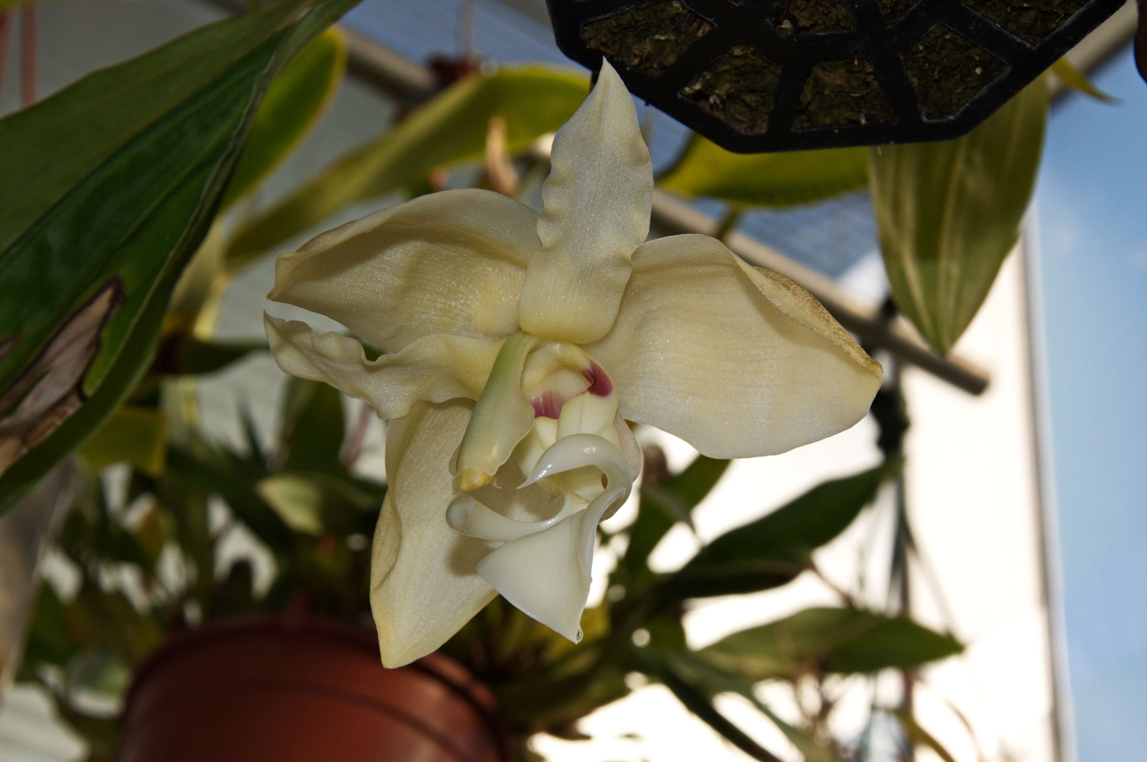 Image of Stanhopea lietzei (Regel) Schltr.