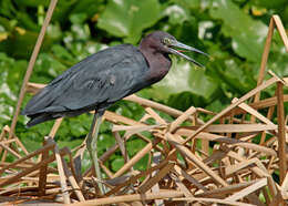 Image of Egretta Forster & T 1817