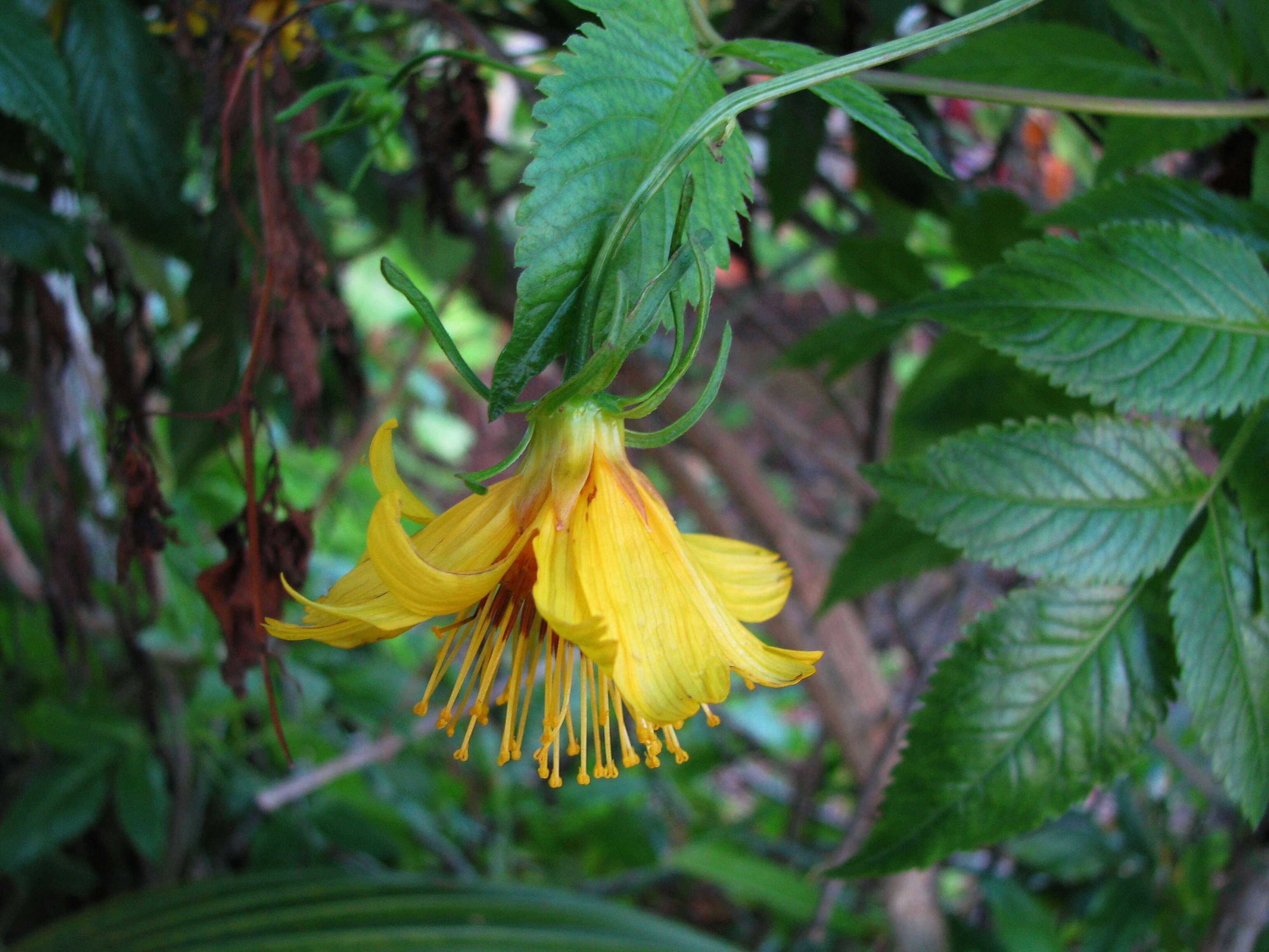 صورة Bidens cosmoides (A. Gray) Sherff