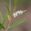 Sivun Acacia hyaloneura Pedley kuva