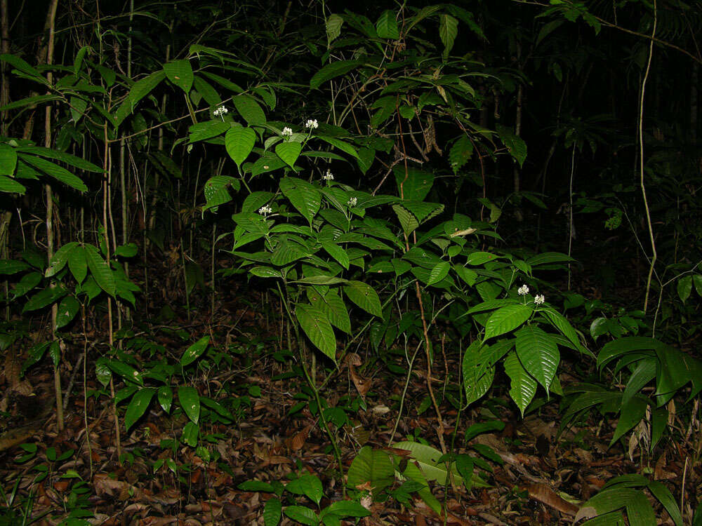 صورة Palicourea acuminata (Benth.) Borhidi