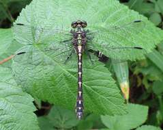 Image of Ophiogomphus Selys 1854