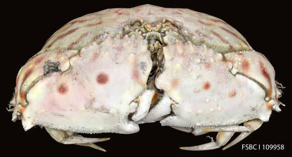 Image of flame box crab