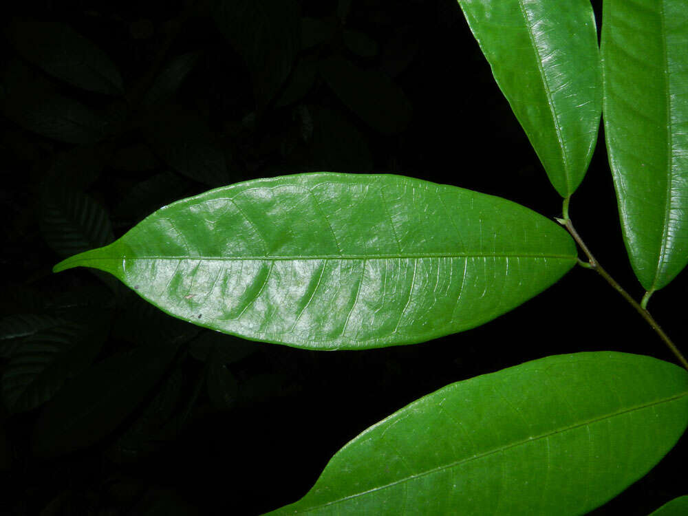 Image of Guiana brosimum