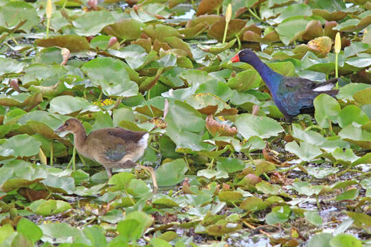 Image of Swamphen