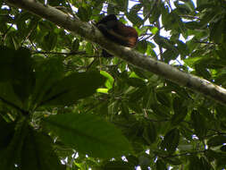 Image of Black-handed Spider Monkey