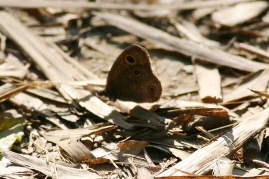 Imagem de Ypthima multistriata Butler 1883