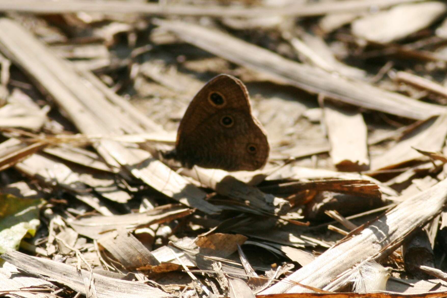 Слика од Ypthima multistriata Butler 1883