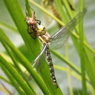 Image of hawker dragonfly