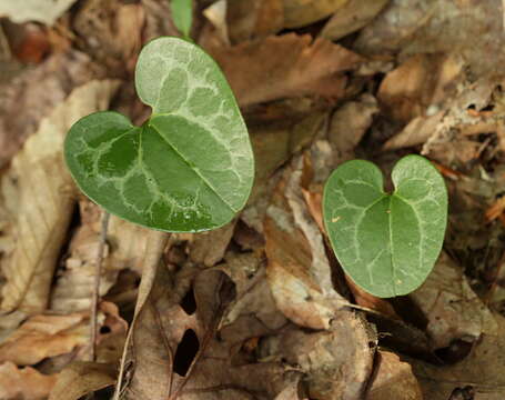 Image of Heartleaf