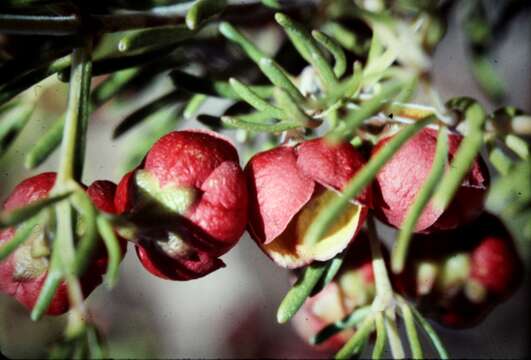 Image of sweet boronia